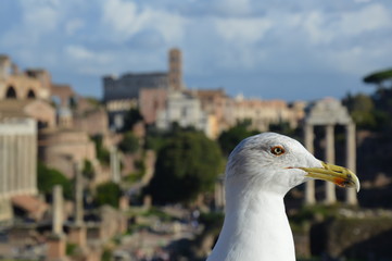 Möwe in Forum Romanum in Rom