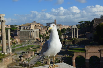 Möwe in Forum Romanun in Rom