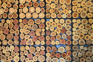 Cut tree trunk decoration for wall and background surface 