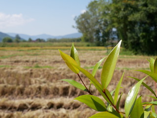 green plant in nature garden