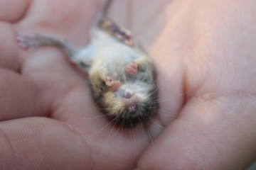 mouse sleeps
