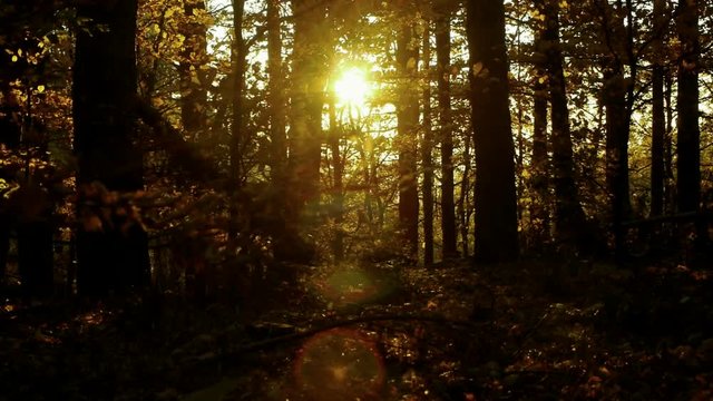 Golden sunbeams light filtering in deep beech forest
