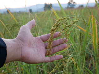 organic green rice in nature