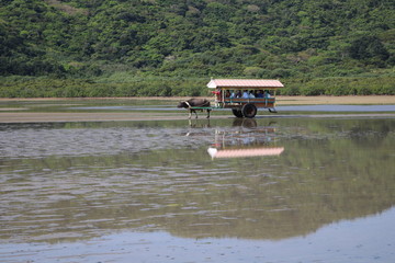 由布島の水牛車