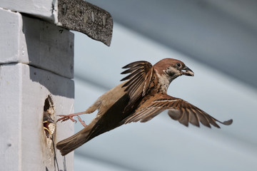Sperling fliegt von Bruthöhle ab, Spatz Jungtier guckt aus Nistkasten