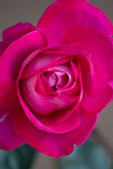 Fototapeta na wymiar Pink Rose