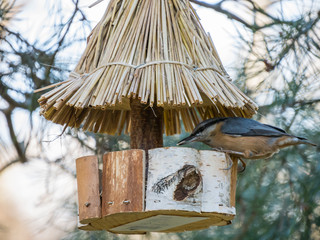 Winter Feed for birds. Eurasian nuthatch in winter feed.