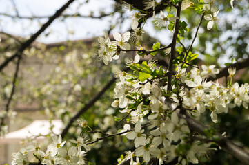 Fiori di ciliegio a primavera
