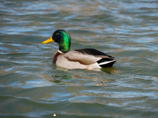 Fototapeta premium Mallard on the water. Wild duck on the lake.