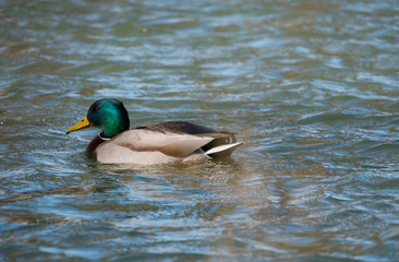 Obraz premium Mallard on the water. Wild duck on the lake.