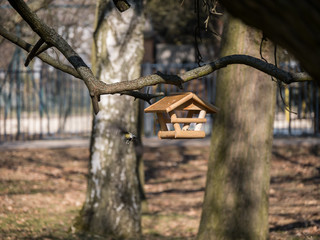 Feed for bird in park. Wooden feed for birds.