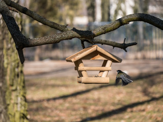 Winter Feed for birds. Eurasian nuthatch in winter feed.