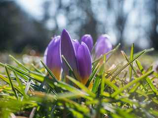 Purple spring crocuses on macro photo. Green grass and purple crocus.