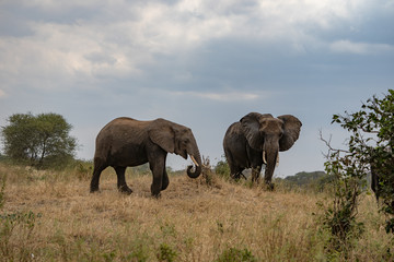 Couple d'éléphants ciel nuageux