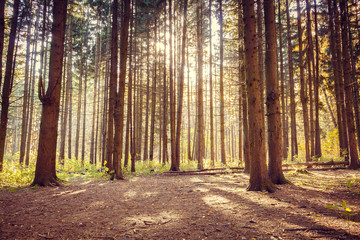 Obraz premium Trees in the forest, many pines in autumn