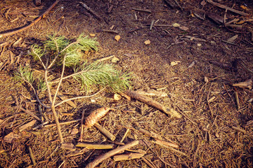 Cones on the ground next to a branch from ate in the forest in autumn
