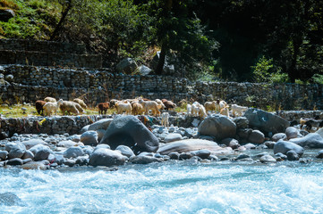 A group of Himalayan big-horned sheep goat on the lakeside of BEAS river. View of domestic herd of animal from agriculture farm of a small village of Asian Himalaya mountain valley, India, Asia.