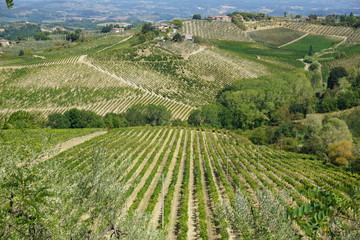 Weinberge in der Toskana