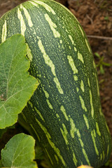 green pumpkin macro
