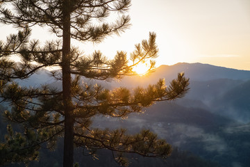 Branches of a pine tree in back light of setting sun, with misty mountains in the background