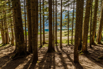 View from the coniferous forest through the trunks of trees on a mountain lake