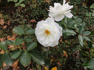 White rose and green leaves in the yard in  autumn suny day. Close up shot