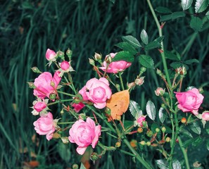 flowers in the garden