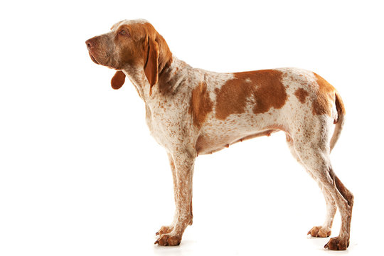 Bracco Italiano bitch standing side on, white background