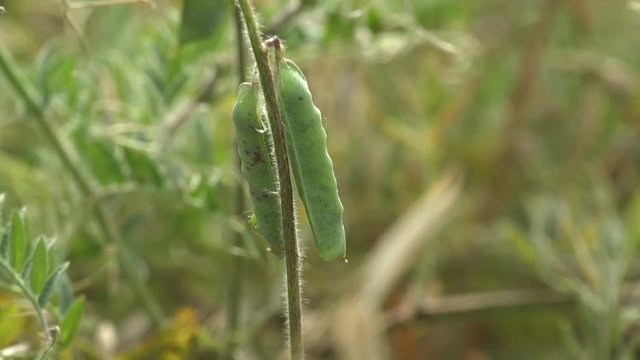 Green pea pod on the home garden bed falter in summer wind. Agricultural plant