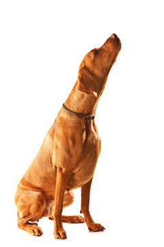 Hungarian Vizsla sitting, side view and looking straight up