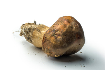 Single porcini mushroom not cleaned