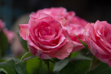 Rose flower close up