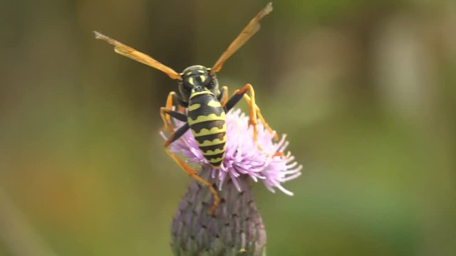 Wasp collects nectar on a thistle flower and falter in summer wind. Insect macro and extreme close up