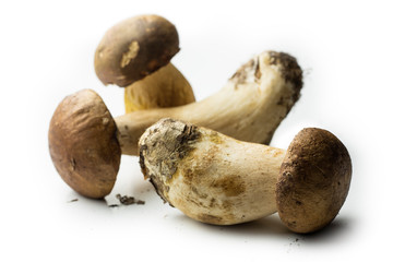 Three porcini mushrooms not cleaned