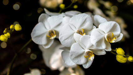 Naklejka na ściany i meble White flowers