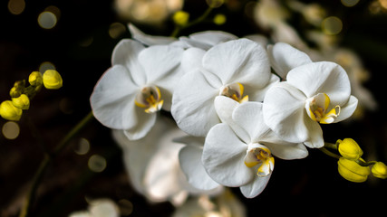 White flowers