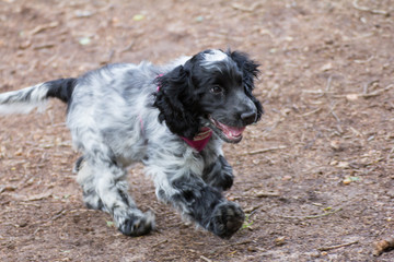 A young spaniel runs