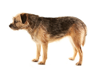 Border Terrier nearly asleep on her feet, side view and standing, white background