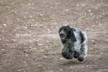 Fototapeta premium A young dog running by