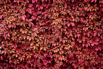 natural autumn background wall twisted with red wild grapes close-up