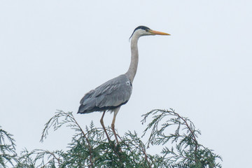 Heron perched on top of a tree