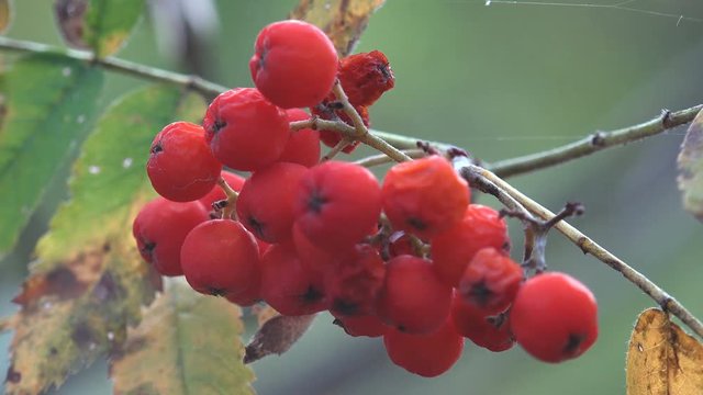 Red forest berries Sambucus racemosa in autumn forest. Macro and extreme close up