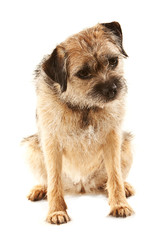 Sitting Border Terrier looking at something on floor in front