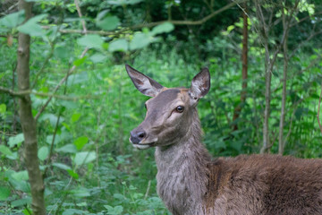A young deer standing still in the woods