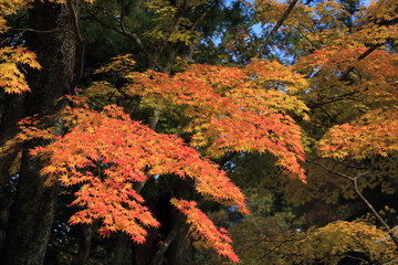 鮮やかな紅葉