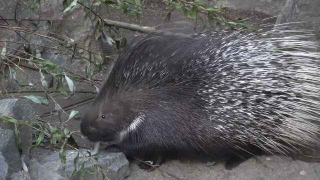 The Indian crested porcupine (Hystrix indica), or Indian porcupine