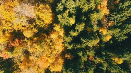 aerial flying abouve forest in autumn with colorful red and yellow trees on sunny day