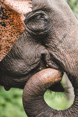 details of asian elephant