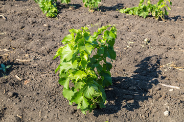 Rows of green vines in a vineyard in rural Moldova