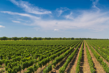 Fototapeta na wymiar Rows of green vines in a vineyard in rural Moldova